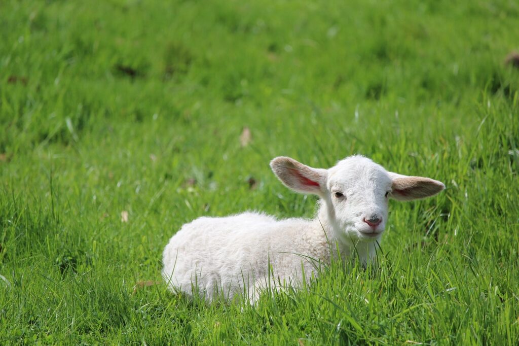 lamb, baby, sheep