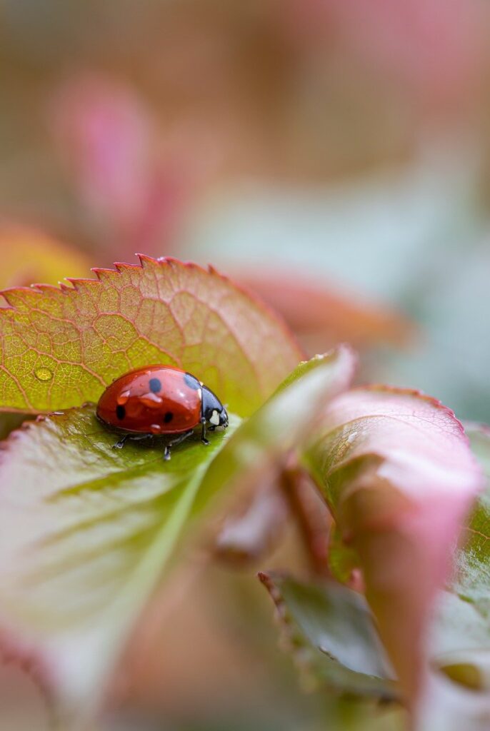 insect, ladybug, nature