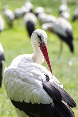 stork, bird, nature